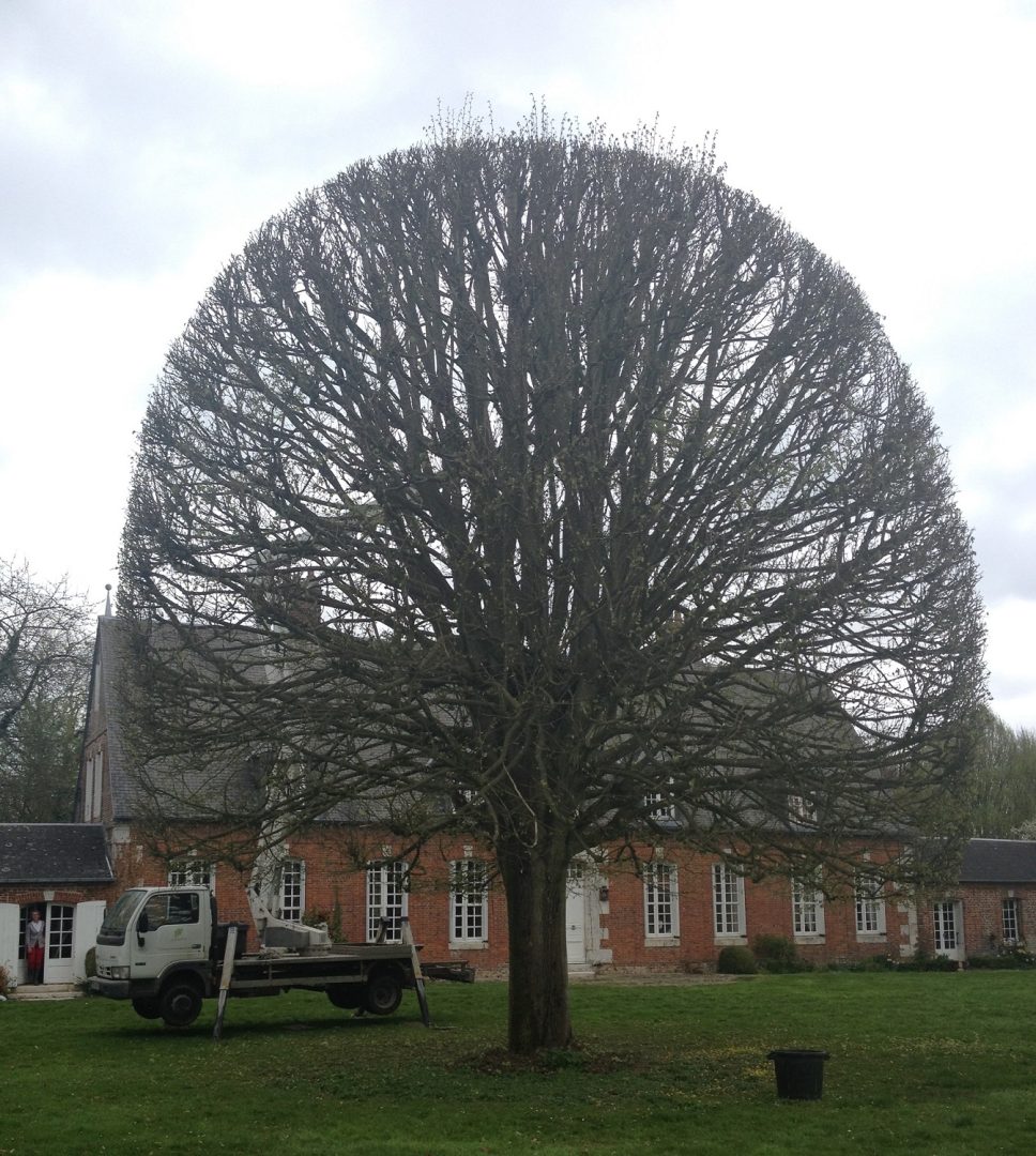 taille arbre en rond