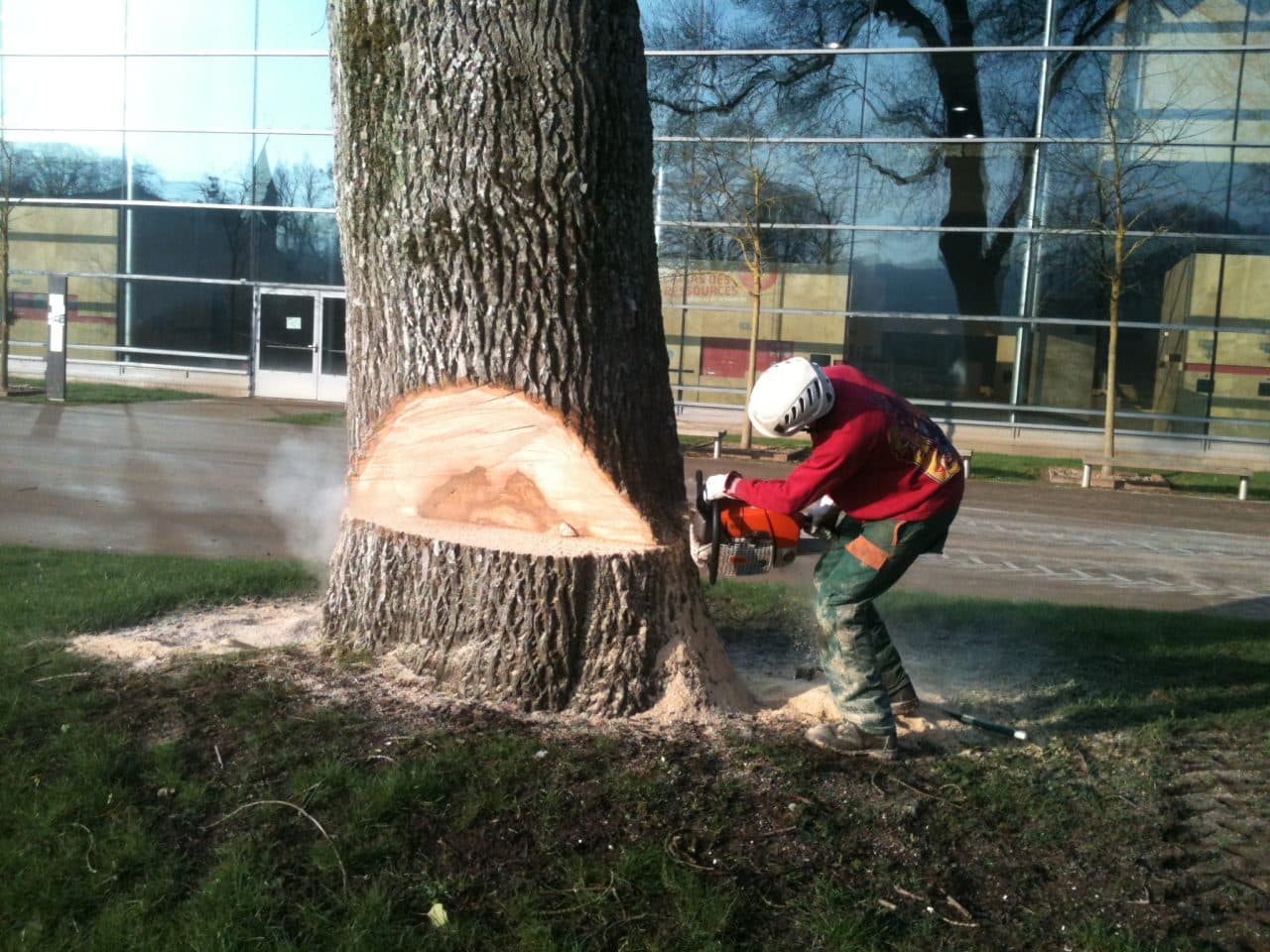 abattage d'un arbre à la tronçonneuse